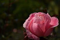 ��ɫõ���Ӱ��дͼƬ