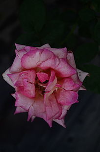 ��ɫõ�廨������дͼƬ