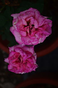 ��ɫ�¼������仨��ͼƬ