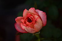 ��ɫ�¼����ʻ���дͼƬ