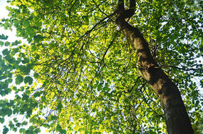 ��Ӱ��Ҷ�羰ͼƬ