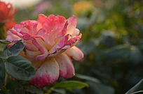 ��Ӱʢ����õ�廨����ͼƬ