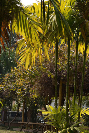 ��Ӱ������Ҷ���ͼƬ