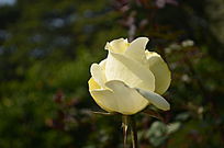 �����İ�õ�廨����ͼƬ