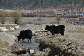 ��ˮ�е���ţ