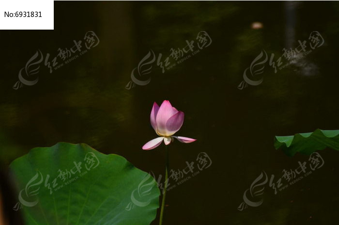 ��Ҷ�ɻ����Ƕ�ͼƬͼƬ