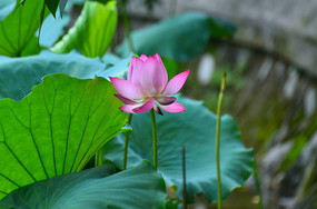 ��ɺɻ��羰ͼƬ