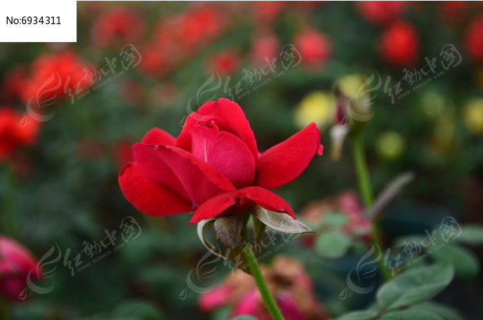 ��õ���ʻ�����ͼƬͼƬ