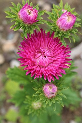 ������һ��ʢ���ķۻ�