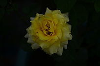 ��ɫ�¼���������дͼƬ