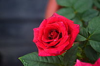 �����¼�������ͼƬ