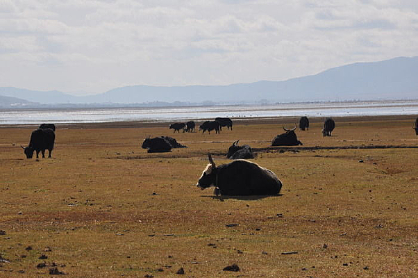 ���������ţ