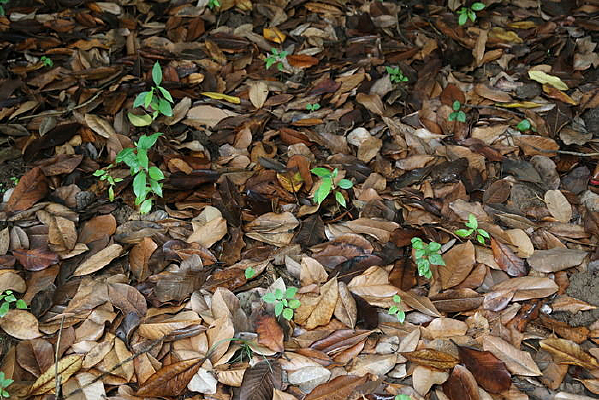 ������Ҷ