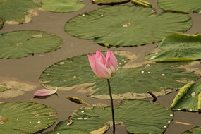 �����ĺɻ����Կ�