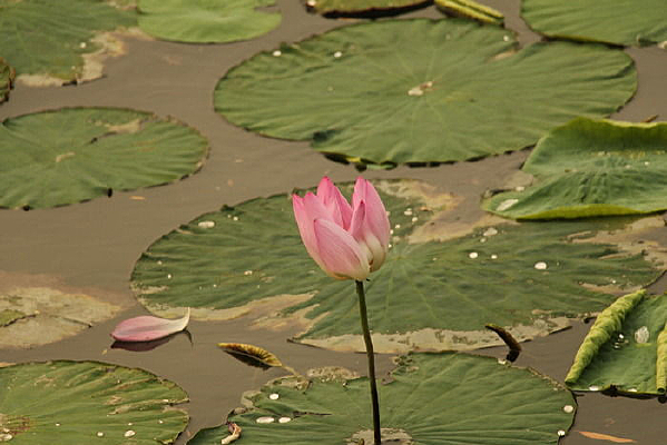 �����ĺɻ����Կ�