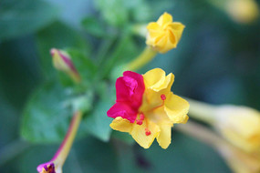 ������˫ɫ����