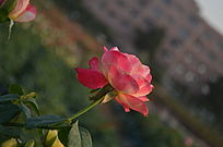 ������һ֦�����õ�廨����ͼƬ