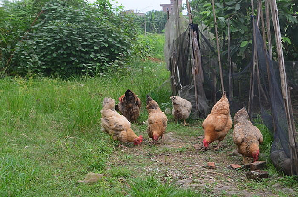 ��ʳ�ļ�ȺͼƬ