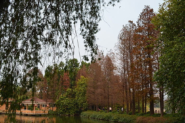 ����ĺ��ߺ����־�ɫ