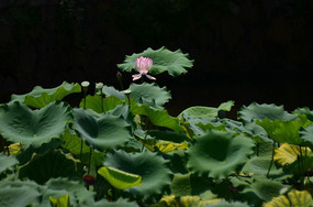 ���������ĺɻ�ͼƬ