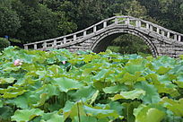 ʢ���ɻ��ĳ�����ʯ����