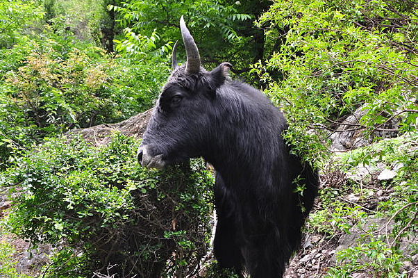 ��ɽ�����ţ