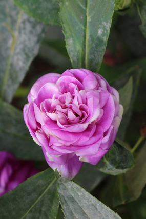 ˫���ɫ��ָ�׻�