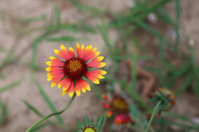 ���˾ջ��仨��