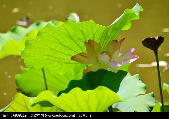 羞答答的蓮花蓮葉圖片