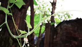 Ѱ���ʸ��Ĺ���