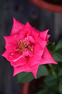 һ����¼�������дͼƬ