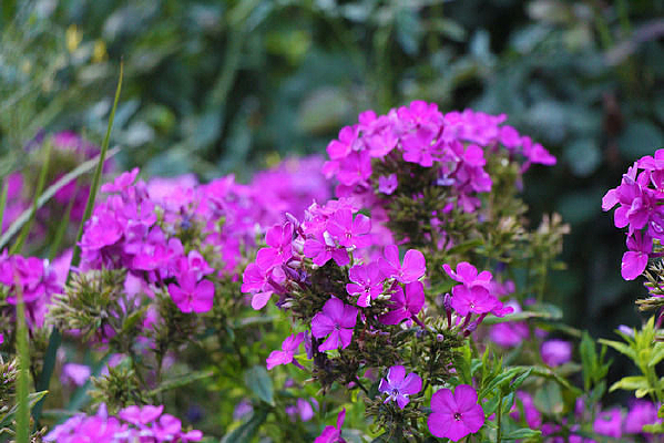 һƬʢ������Ůӣ����