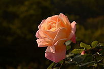 �¼�������ͼƬ