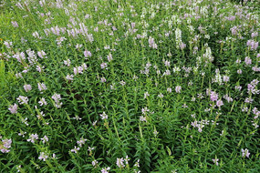 ��ɫ��ޤ����