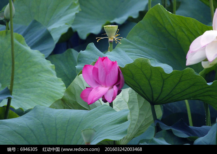 �뿪�ķۺ�ɻ�ͼƬ