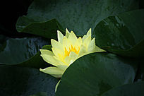 ���ڵĻ�����