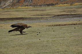 ��ԭ����