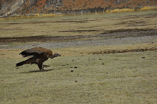 ��ԭ����