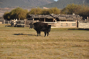 ��ԭҰ����ţ