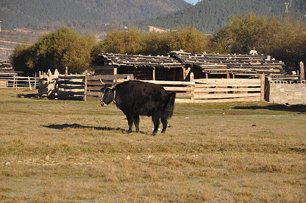 ��ԭҰ����ţ