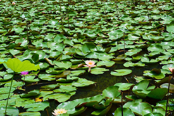 ������˯��