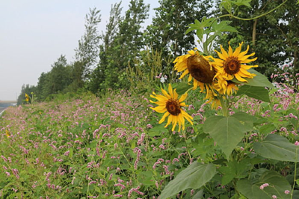 ��ޤ�����е����տ�