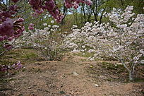 ���е�ӣ��