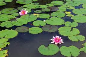 ����˯��