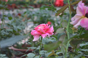 �����ĺ�õ�廨����ͼƬ