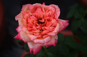 ���޵�õ�廨������дͼƬ