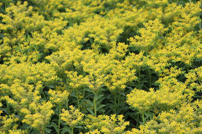 һƬ�����С�ƻ�