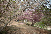 ����ӣ��