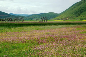 ��ԭҰ��ʢ��