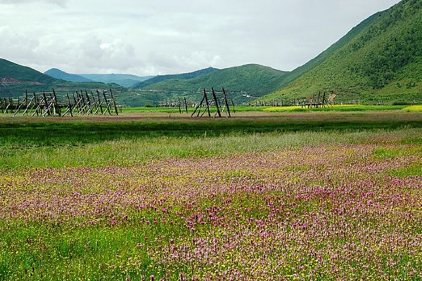 ��ԭҰ��ʢ��